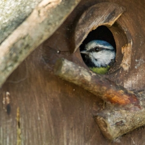 Redwell   07 06 2016   D3s (50 Of 136).jpg